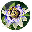 passion flower