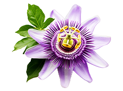 passion flower